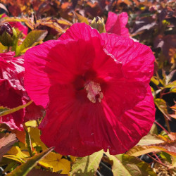 Hibiscus moscheutos ‘Summer in paradise‘