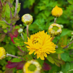 Chrysanthemum hortorum Citrus