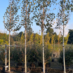 Betula utilis  ‘Doorenbos’