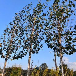 Betula utilis  ‘Doorenbos’