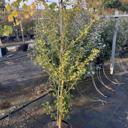 Ginkgo biloba ‘Menhir’ -  Arbre aux quarante écus