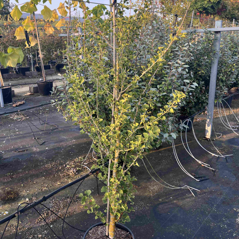 Ginkgo biloba ‘Menhir’ -  Arbre aux quarante écus