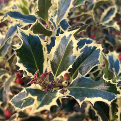 Ilex aquifolium ‘Argenteomarginata‘