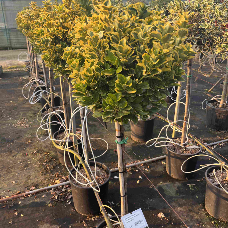 Euonymus japonicus ‘elegantissima Aureus‘