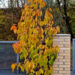 Prunus serrulata ‘Amanogawa’