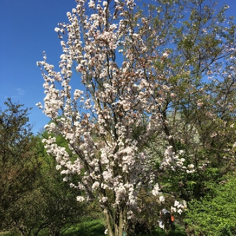 Prunus serrulata ‘Amanogawa’