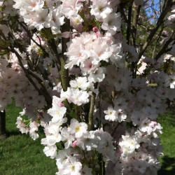 Prunus serrulata ‘Amanogawa’