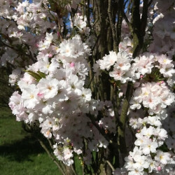 Prunus serrulata ‘Amanogawa’