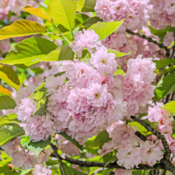 Prunus serrulata ‘Kanzan’