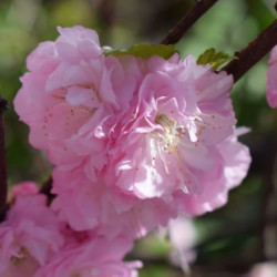 Prunus serrulata ‘Kanzan’