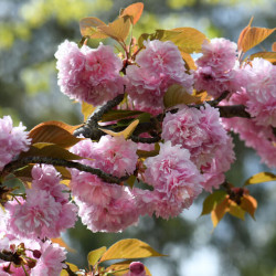 Prunus serrulata ‘Kanzan’