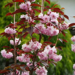 Prunus serrulata ‘Kanzan’