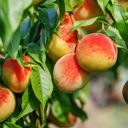 Prunus persica ‘Dixired’