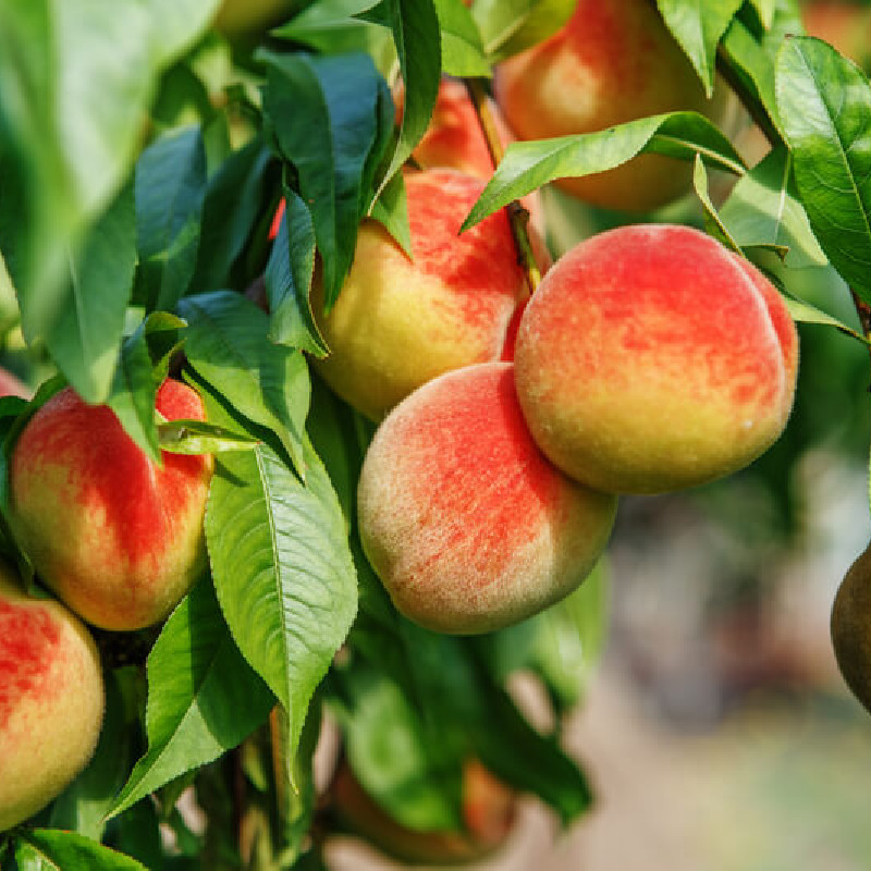 Prunus persica ‘Dixired’