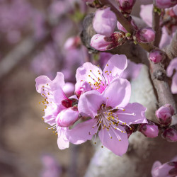 Prunus persica ‘Dixired’