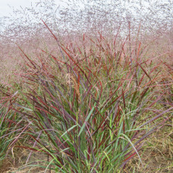 Panicum virgatum ‘Sangria’