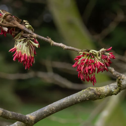 Parrotia persica ‘Vanessa’