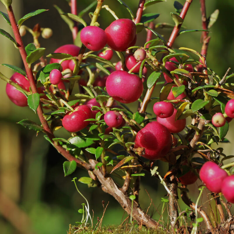 Pernettya mucronata ‘Bell's Seedling’