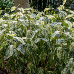 Persicaria virginiana ‘Painter's Palette‘