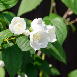 Philadelphus coronarius