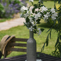 Philadelphus coronarius