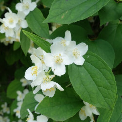 Philadelphus coronarius