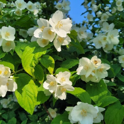 Philadelphus coronarius