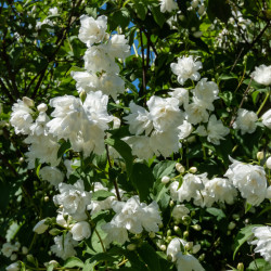 Philadelphus virginalis