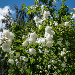 Philadelphus virginalis