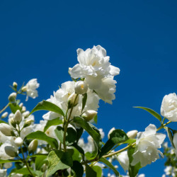 Philadelphus virginalis