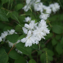 Philadelphus virginalis