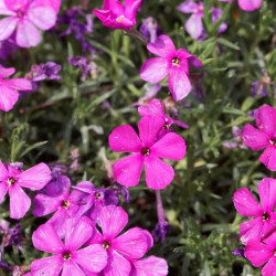 Phlox douglasii ‘Red Admiral‘