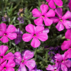 Phlox douglasii ‘Red Admiral‘