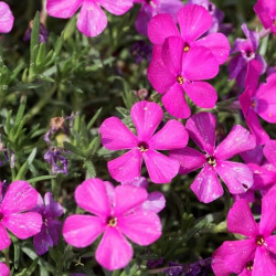 Phlox douglasii ‘Red Admiral‘