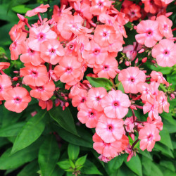 Phlox paniculata ‘Orange Perfection’