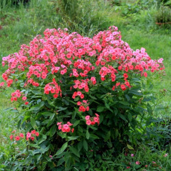 Phlox paniculata ‘Orange Perfection’