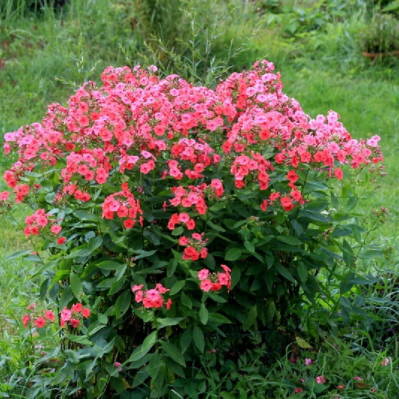 Phlox paniculata ‘Orange Perfection’