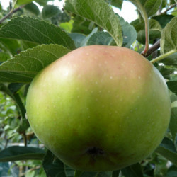 Malus domestica ‘Teint Frais’ - Pommier