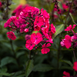 Phlox paniculata ‘Red riding hood‘