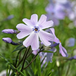 Phlox subulata ‘Emerald Cushion Blue‘