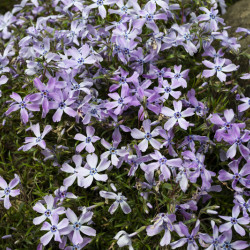 Phlox subulata ‘Emerald Cushion Blue‘