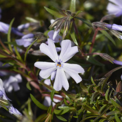 Phlox subulata ‘Emerald Cushion Blue‘