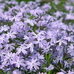 Phlox subulata ‘Emerald Cushion Blue‘