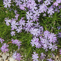 Phlox subulata ‘Emerald Cushion Blue‘