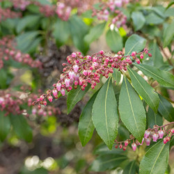 Pieris japonica ‘Valley Rose’