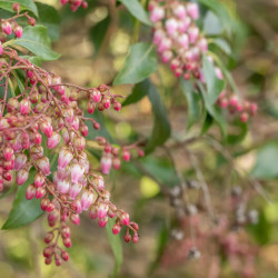 Pieris japonica ‘Valley Rose’