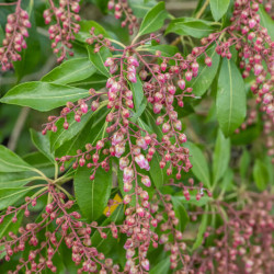 Pieris japonica ‘Valley Rose’