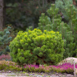 Pinus mugo pumilio