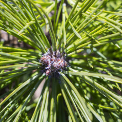 Pinus mugo pumilio