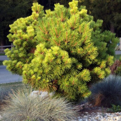 Pinus mugo ‘Benjamin’ - Pin de montagne